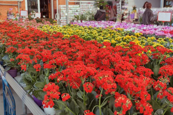 Begonia i butik för växthusodling inomhus blommor — Stockfoto
