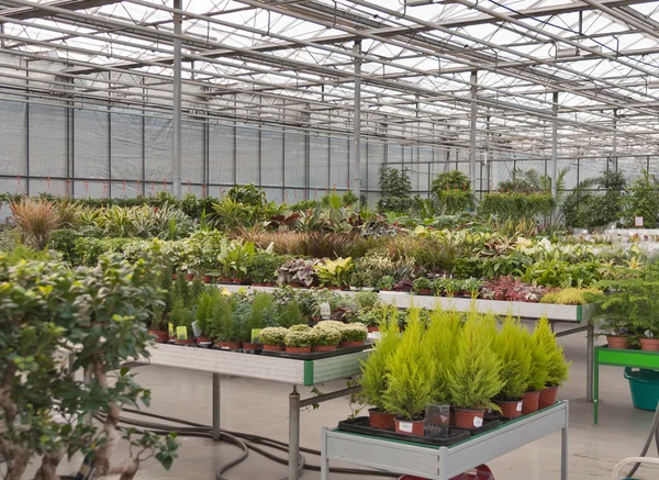 Butik för växthusodling och försäljning av krukväxter — Stockfoto