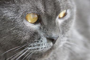 İskoç Gri kedi portre