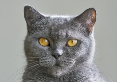 İskoç Gri kedi portre