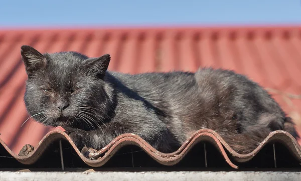 Портрет черной уличной кошки, поврежденной в боях — стоковое фото