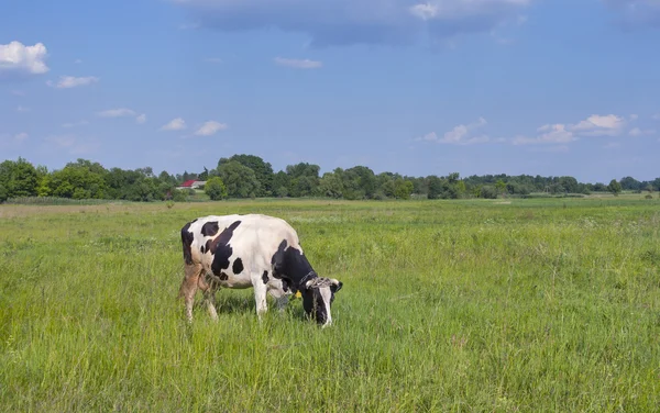 Vache noire et blanche dans une prairie — Photo