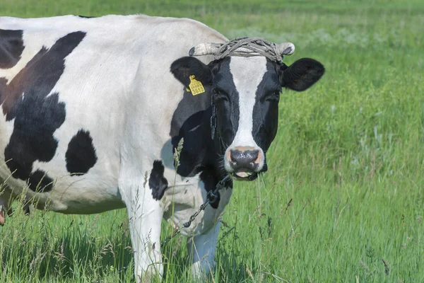 Vaca blanca y negra en un prado —  Fotos de Stock