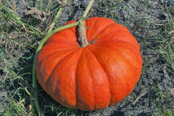Big pumpkin in a field closeup — Stock Photo, Image