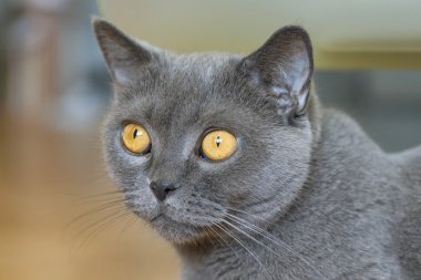 İskoç Gri kedi portre