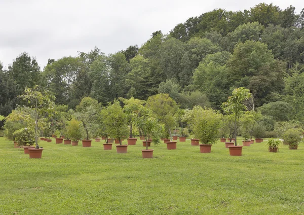 Различные деревья и растения, растущие в горшках на открытом воздухе — стоковое фото