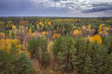 Sonbahar mevsiminde canlı sarı, turuncu ve yeşil ağaçlarla karışık ormanın insansız hava aracı fotoğrafları. Yoğun ormanlık üzerinde dramatik bulutlu gökyüzü. Doğal manzarada güzel sonbahar renkleri. Ukrayna.