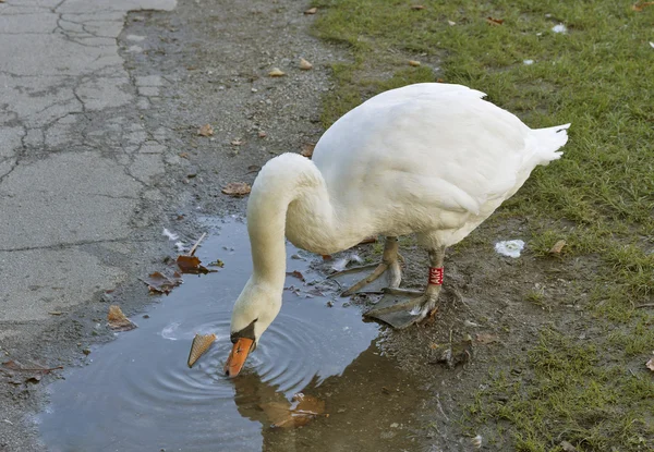 Ringed swan drinking water from puddles — Stock Photo, Image