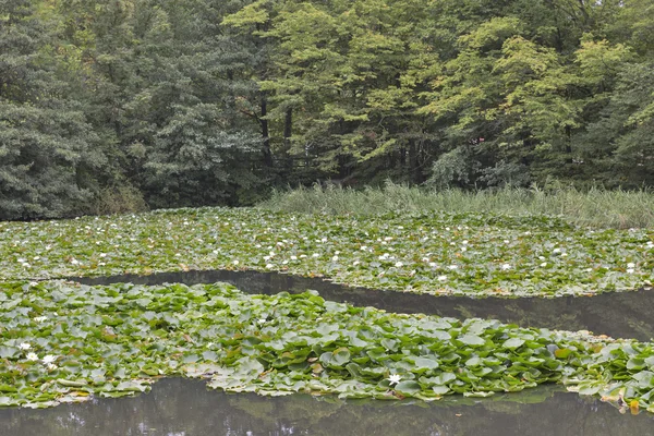 Autumn pond with water lilies — Zdjęcie stockowe