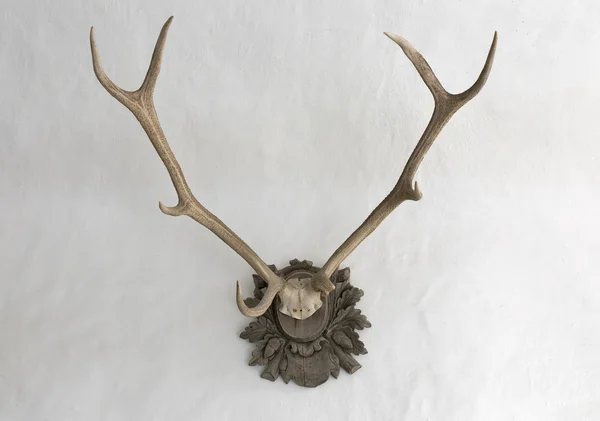 Big antlers on a white wall — Zdjęcie stockowe