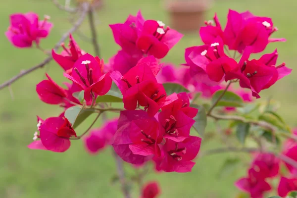 Röd Bougainvillea utomhus — Stockfoto