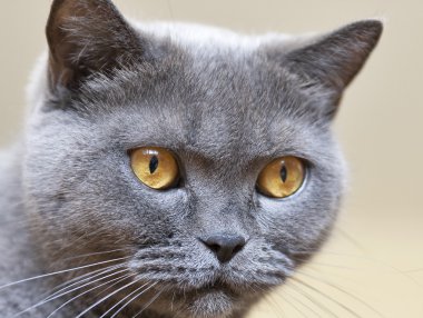 İskoç Gri kedi portre