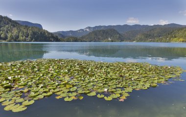 Zambak on Lake Bled Slovenya