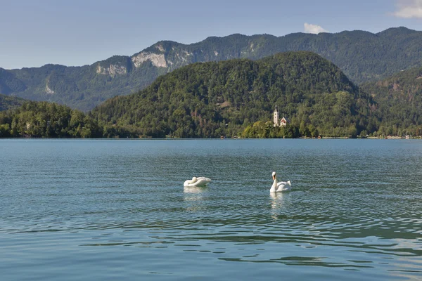 Ζεύγος των Κύκνων σχετικά με τη λίμνη Bled στη Σλοβενία — Φωτογραφία Αρχείου