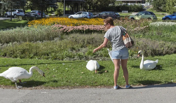 Mulher alimentando cisnes em Bled, Eslovênia — Fotografia de Stock