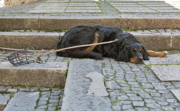 Sad Gordon Setter on a leash lying outdoor — Stock Photo, Image
