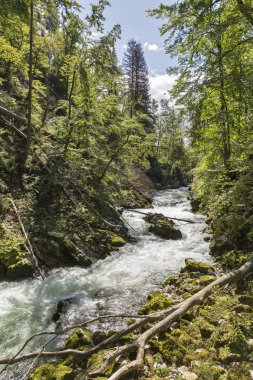 Vintgar gorge ve nehir Radovna. Bled, Slovenya.
