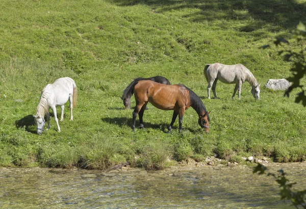 Koně pasoucí se na louce nedaleko řeky — Stock fotografie