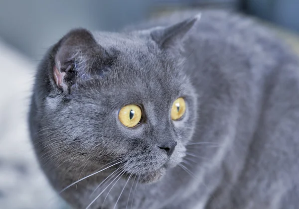 Scottish gray cat portrait — Stock Photo, Image