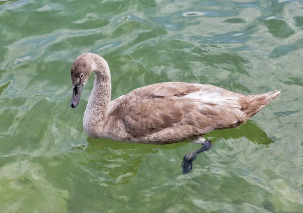 Beautiful gray baby swan floating on water closeup — Stock Photo, Image