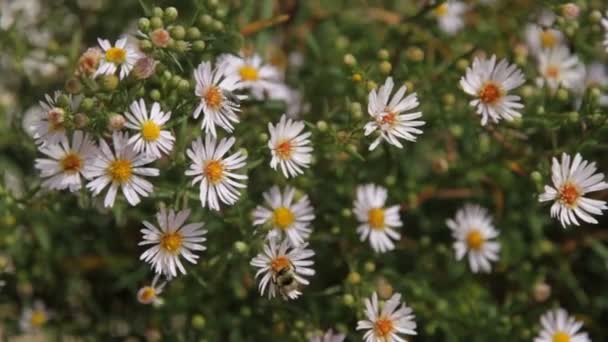 La abeja y la mosca entre margaritas — Vídeos de Stock