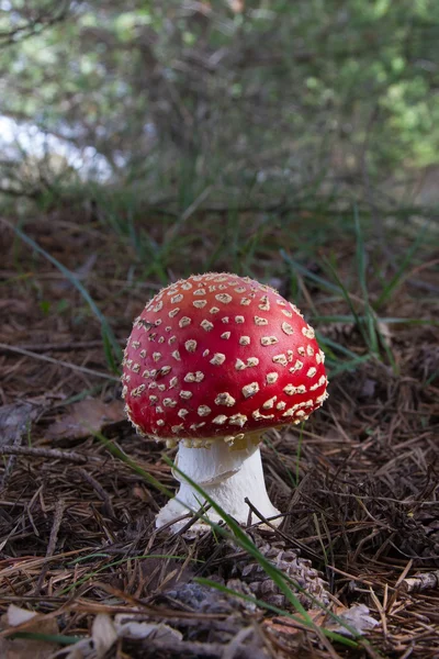 Pilz amanita muscaria — Stockfoto