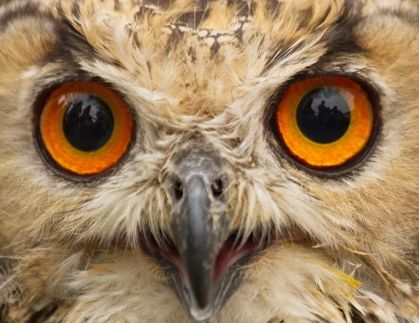 Eyes Indian Eagle Owl Profile — Stock Photo, Image