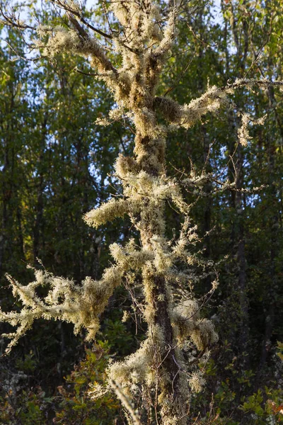 Detail Lichens Covering Young Oak — Stock Photo, Image