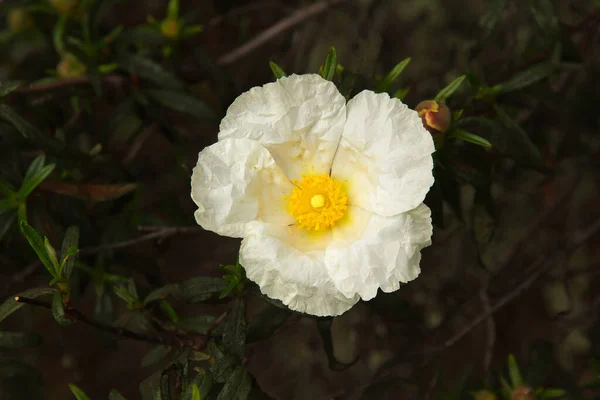 Ένα Μόνο Λευκό Λουλούδι Την Άνοιξη Rockrose — Φωτογραφία Αρχείου