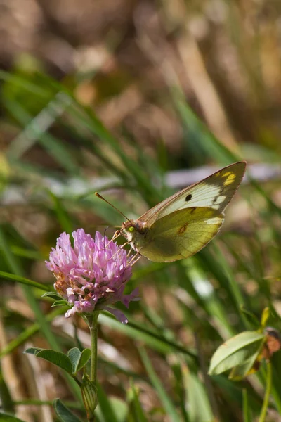 Yellow Butterfly Colias Clover Blossom Pink — Stock Photo, Image