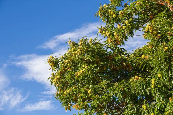 Kestane Ağacının Dalları Sonbaharda Tatlı Kestane Rengi Mavi Gökyüzü Arkaplanı — Stok fotoğraf
