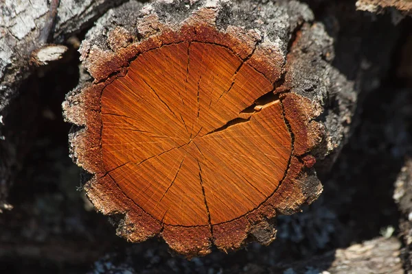 Cross Section Oak Tree Trunk Showing Age Tree Rings Cracks — Stock Photo, Image