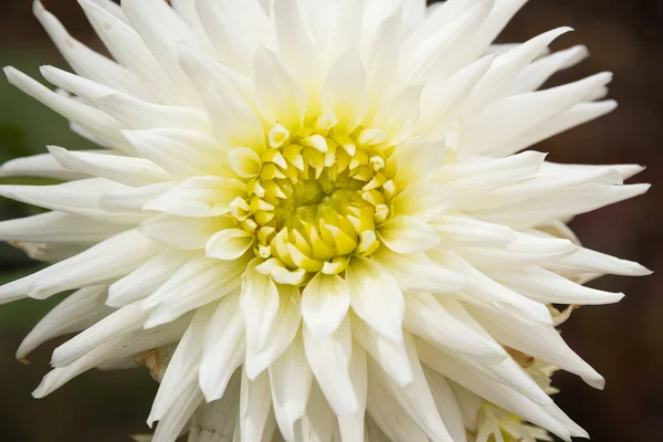 Dahlia Fleur Coeur Blanc Jaunâtre — Photo