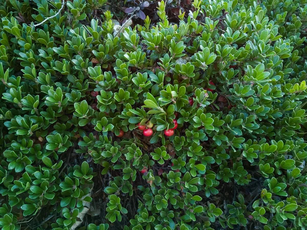 Plant with medicinal properties. Leaves and ripe berries red color of bearberry , Arctostaphylos uva-ursi