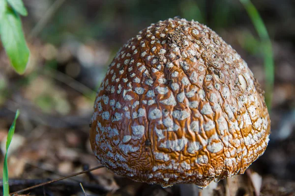 Dettaglio Cappello Fungo Ocra Marrone Con Scaglie Bianche Pantera Europea — Foto Stock