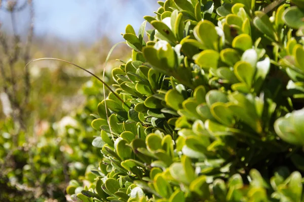 Planta Con Propiedades Medicinales Hojas Mora Mora Arctostaphylos Uva Ursi —  Fotos de Stock