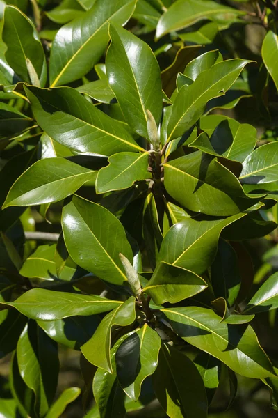 Magnolia Nın Gelişmekte Olan Iki Çiçek Tomurcuğuyla Ayrılır — Stok fotoğraf