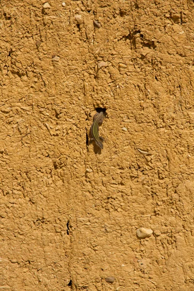 日当たりの良いアドベの壁の穴からトカゲ — ストック写真
