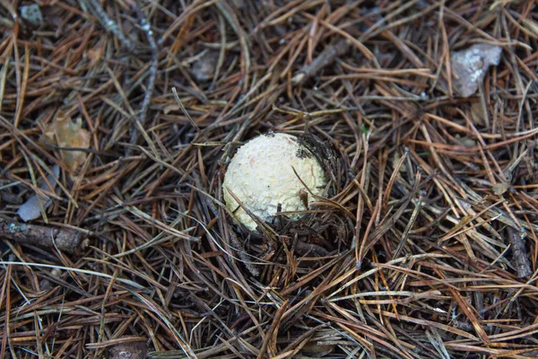 成長の最初の瞬間に 松の森の床の上で生まれたアマニタの卵の詳細 上から見た — ストック写真