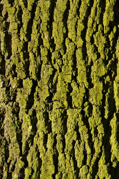 Bark Tree Trunk Yellow Moss Lichen — Stock Photo, Image