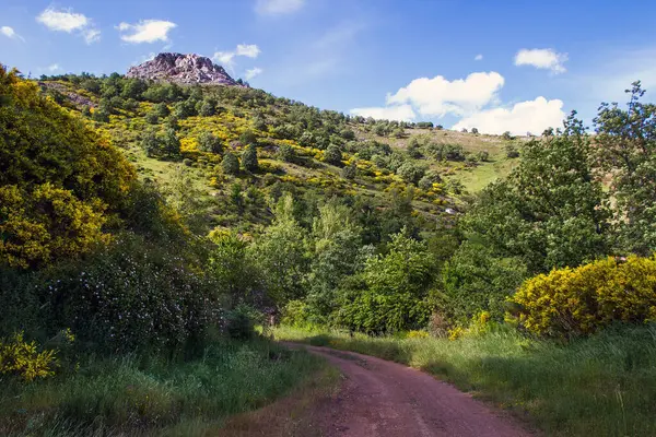 Primavera Montanha Paisagem Com Árvores Urze Amarela Rosas Selvagens Estrada — Fotografia de Stock