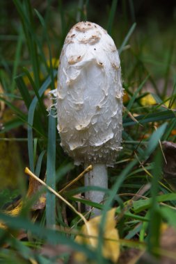 Mushroom Coprinus Comatus clipart