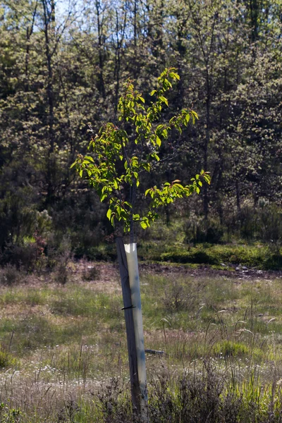 Mladí Cherry s ochrannou hadicí — Stock fotografie