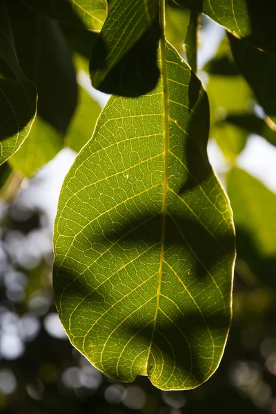 Hoja de árbol soleado —  Fotos de Stock