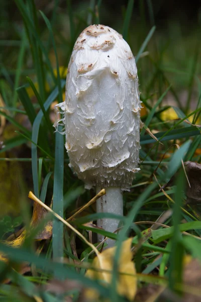 Mushroom Coprinus Comatus — Stock Photo, Image