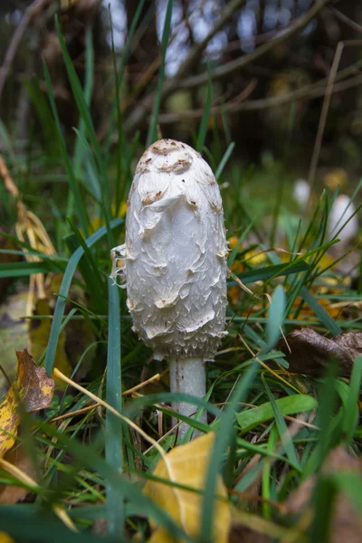 Fungo Coprinus comatus — Foto Stock