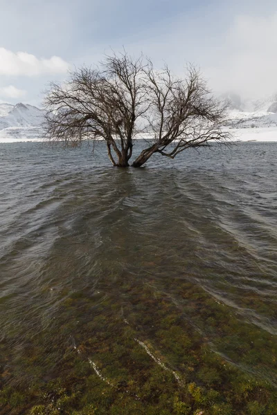 Schneebedeckter Baumspeicher - arbol en embalse nevado — Stockfoto