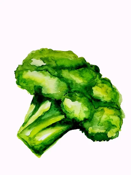 Illustration Aquarelle Brocoli Simple Sur Fond Blanc — Photo