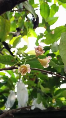 Ellerin meyve sineklerini ve çürümeyi önlemek için elma çiçeklerini sardığı video görüntüleri.