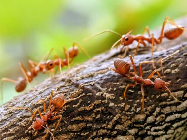 Bir ağaç gövdesindeki küçük karınca grubunun makro fotoğrafı